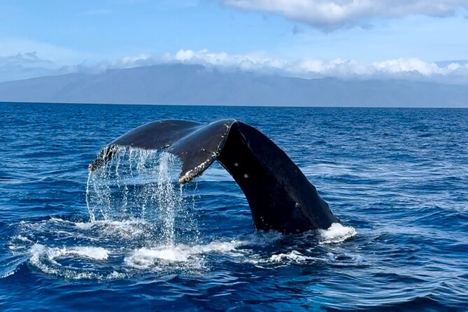 Maui Mid Day Magic Whale Watch - Boat comfort and how the smaller limit changes your view