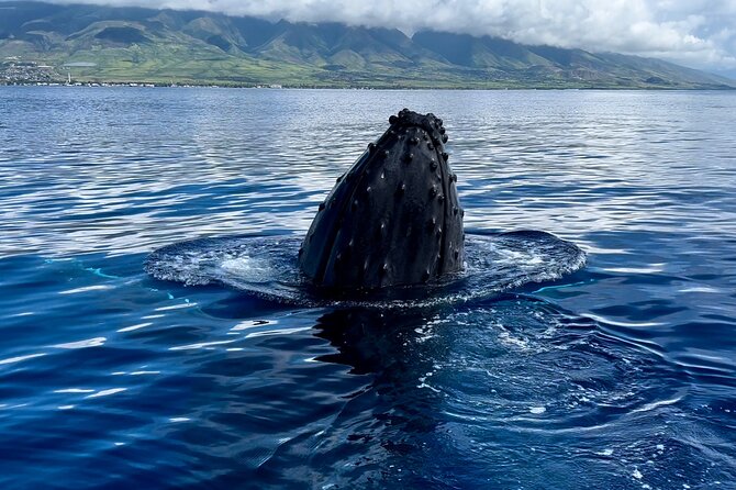 Maui Mid Day Magic Whale Watch - Views you’ll remember even if the whales steal the show