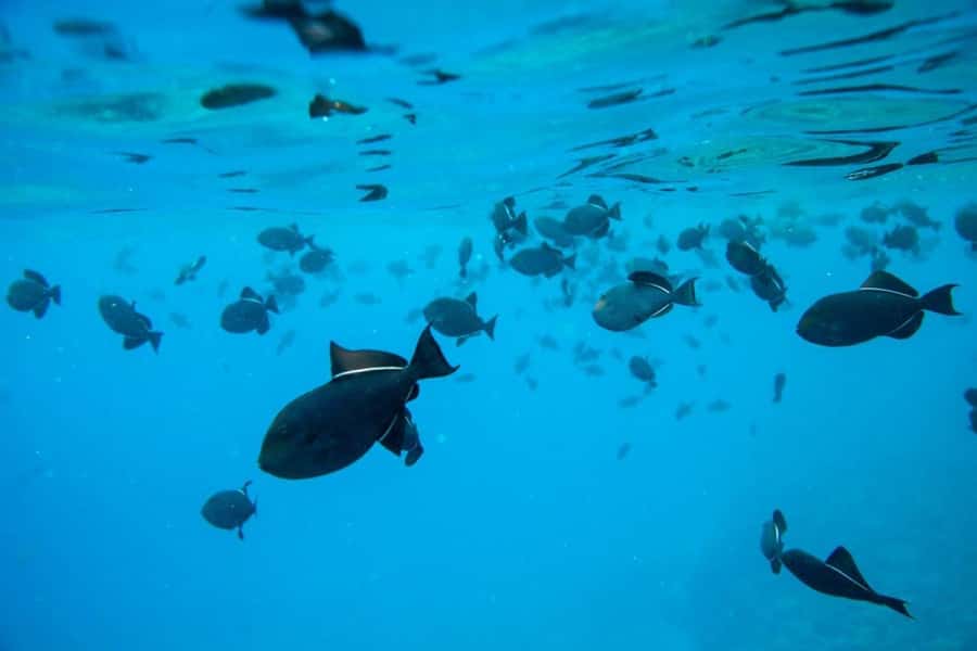 Maui: Molokini Express Snorkeling Tour - 2 hours - Molokini’s crater view: the part that hooks you fast