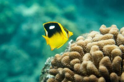 Maui: Molokini Express Snorkeling Tour - 2 hours - How the 2-hour express format protects your time in the water