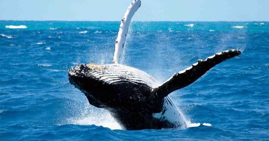 Maui: Molokini Snorkel and Whale Watching Tour - 2.5 hours - Key Things I’d Focus On Before You Go