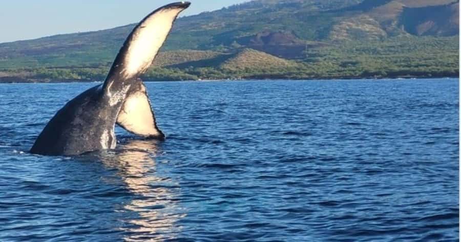 Maui: Molokini Snorkel and Whale Watching Tour - 2.5 hours - Why Molokini Crater Snorkeling Feels Worth the Time
