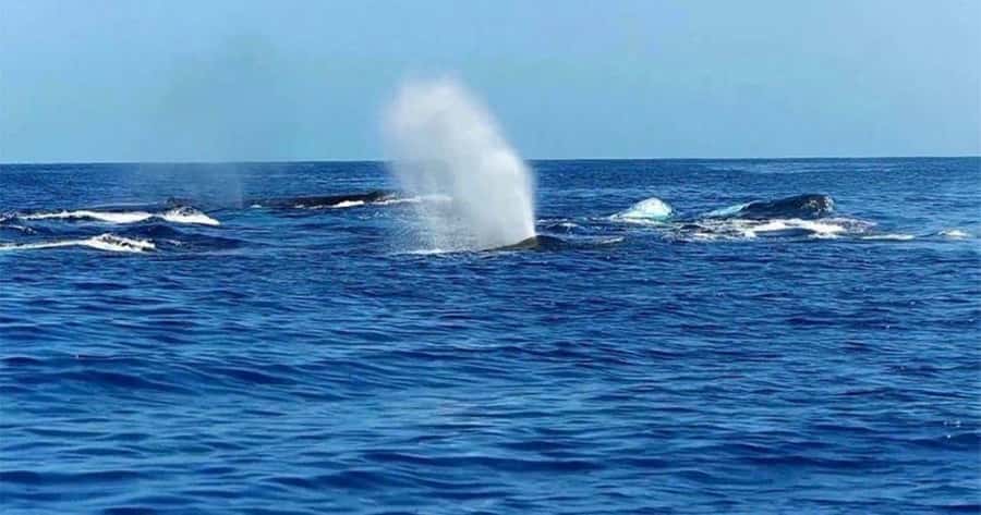 Maui: Molokini Snorkel and Whale Watching Tour - 2.5 hours - Whale Watching While You Travel: The Best Part Isn’t Only at Molokini