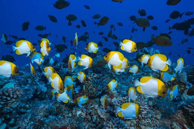 Maui: Molokini & Turtle Town Snorkel & Waterslide Adventure - Waterslide breaks and onboard flow: when to hydrate and reset