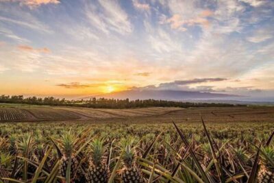 Maui Pineapple Tour: Farm and Feast Experience - The farm store and the “walk next door” dinner plan