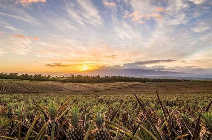 Maui Pineapple Tour: Farm and Feast Experience - Who the tour fits best (and who should skip it)