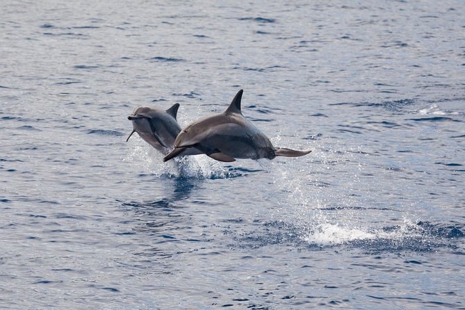 Maui Premium Sunset Dinner Cruise & Whale Watch - Whale watching with live naturalist commentary: what you’re really buying