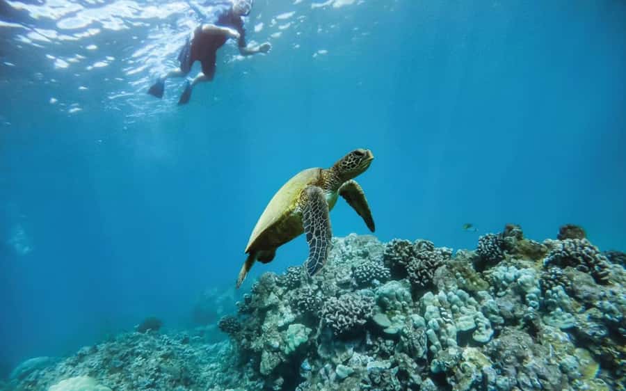 Maui: Semi-Private 3 Hour Eco-Raft Turtle Snorkel Tour - Key highlights worth your attention