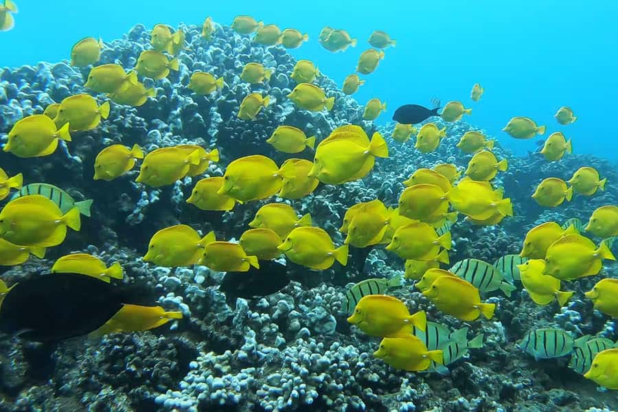 Maui: Semi-Private 3 Hour Eco-Raft Turtle Snorkel Tour - Final verdict: book this Maui eco-raft turtle tour or pass?