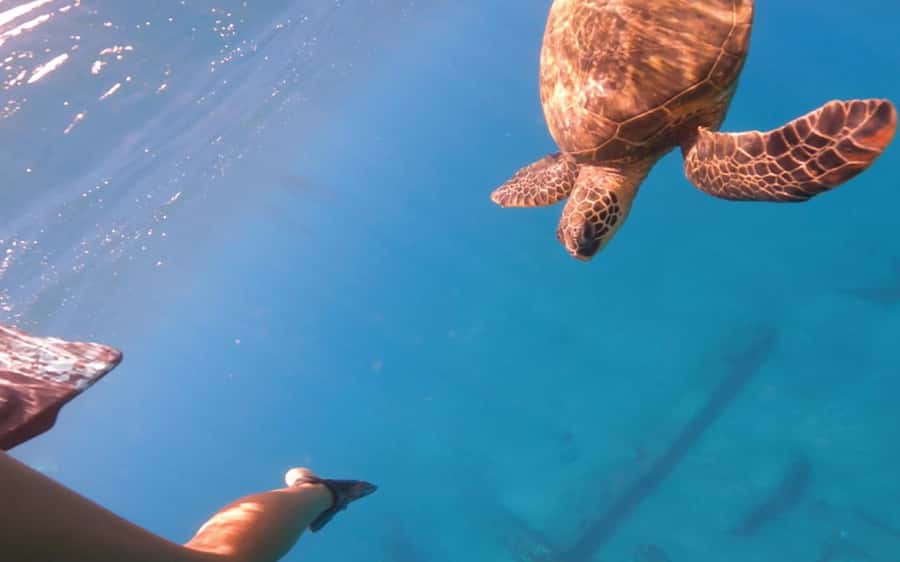Maui: Semi-Private 3 Hour Eco-Raft Turtle Snorkel Tour - The onboard Naturalist touch: more than just a swim
