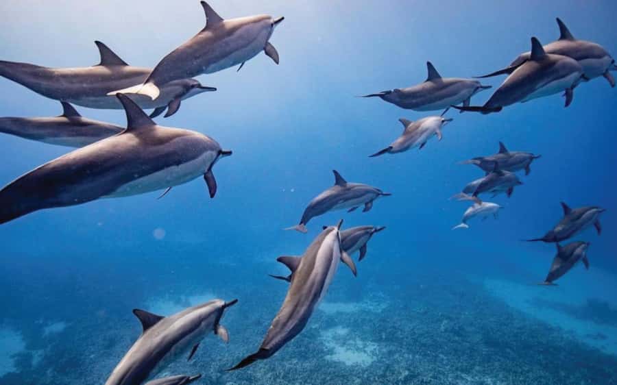 Maui: Semi-Private Eco-Raft Lanai Snorkel & Dolphin Tour - Lanai Breakfast and the First Snorkel Block: Gear, Guidance, and Your First Look