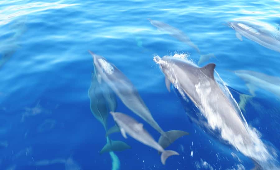Maui: Semi-Private Eco-Raft Lanai Snorkel & Dolphin Tour - What to Bring (and What to Leave Out)