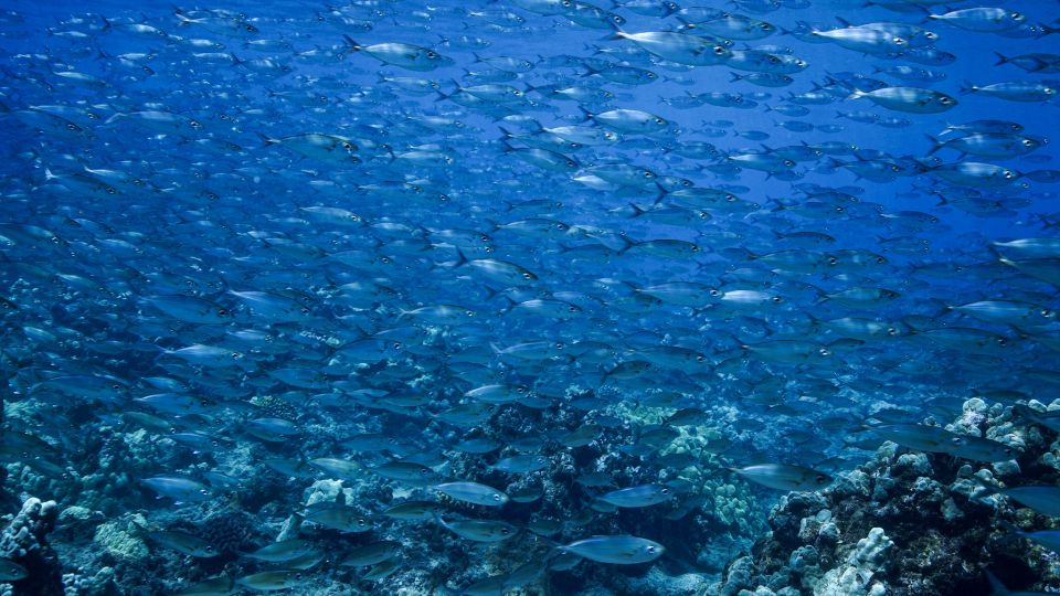 Maui: Small Group Shark & Turtle Scuba Dive from Shore - Key Things to Know Before You Go