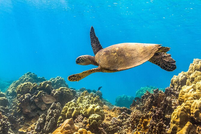 Maui Snorkel and Sunset Sail - Food, BYOB, and the sunset-deck vibe: what you actually get onboard