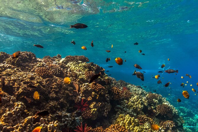 Maui Snorkel and Sunset Sail - Gear rules, safety, and what you should pack
