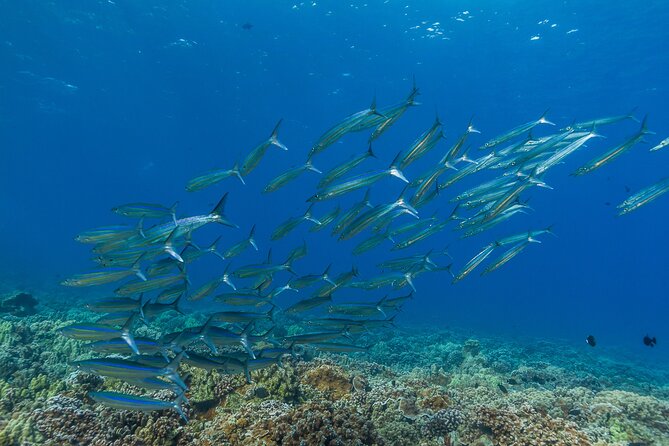 Maui Snorkel and Sunset Sail - Price and value: is $127.68 worth it for Maui snorkeling and sunset sailing?