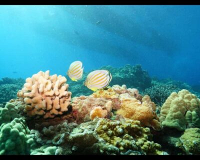 Maui: Snorkel Tour to Coral Gardens - Staying dry (and still seeing reefs): glass-bottom room and Sea Boards