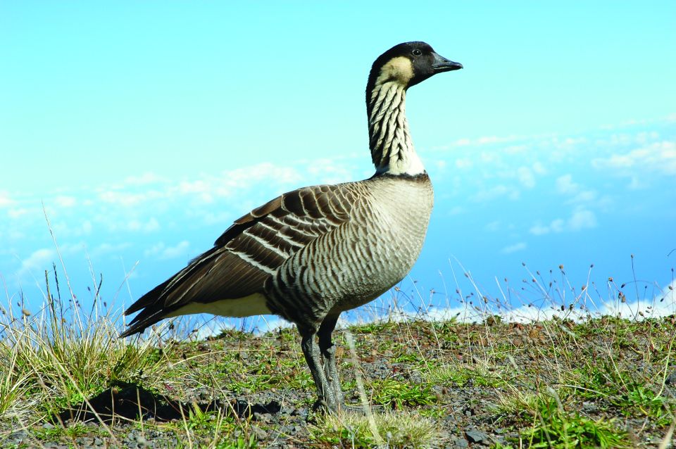 Maui: Sunset & Dinner Tour to Haleakala National Park - Price and Value: What $237 Buys You on This Day