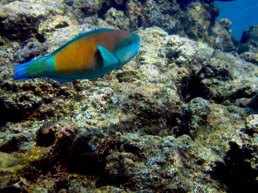 Maui: West Side Discovery Kayak & Snorkel from UKUMEHAME - Quick hits for this Ukumehame to West Maui trip