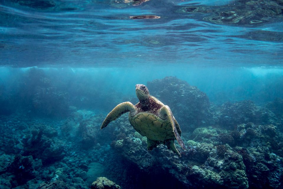 Maui: West Side Discovery Kayak & Snorkel from UKUMEHAME - Kayak route along Olowalu or Ukumehame: 2 kilometers of reef watching