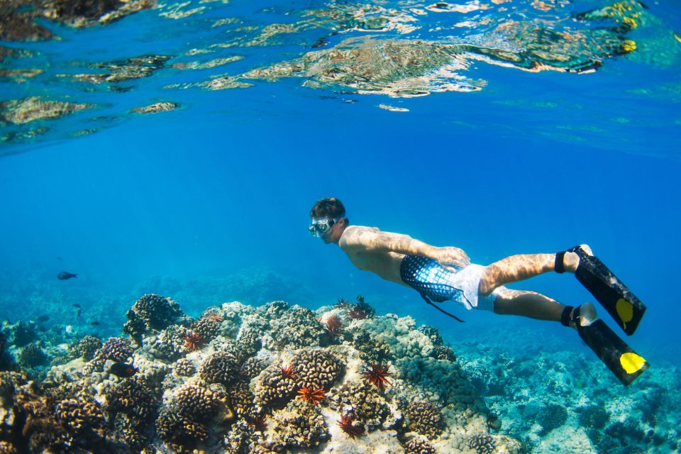Maui: West Side Discovery Kayak & Snorkel from UKUMEHAME - Snorkeling at one or two top sites: green turtles and reef life