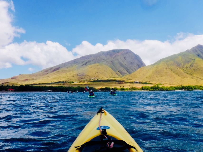 Maui: West Side Discovery Kayak & Snorkel from UKUMEHAME - Wildlife odds: manta rays, dolphins, monk seals, and whale season