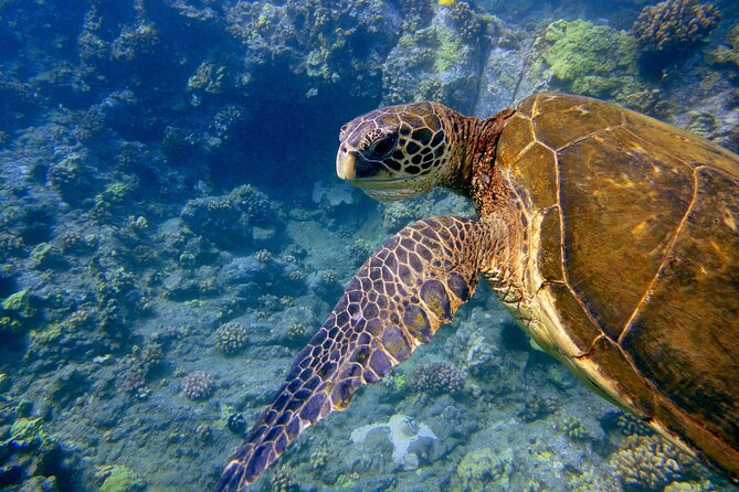 Maui's Only Clear Bottom Kayak Rental (priced per tandem kayak) - Exploring Near Maui at Your Own Pace (Not a Rigid Tour Route)