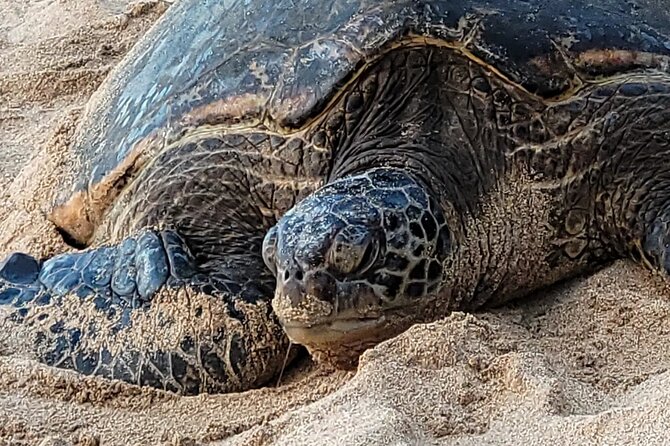 Maui's Only Clear Bottom Kayak Rental (priced per tandem kayak) - Wildlife Viewing Without Snorkel Gear: Sea Life Through the Bottom