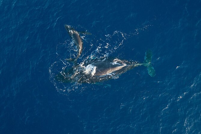 Midmorning Whale Watch from Lahaina Harbor - Key Things I’d Plan Around