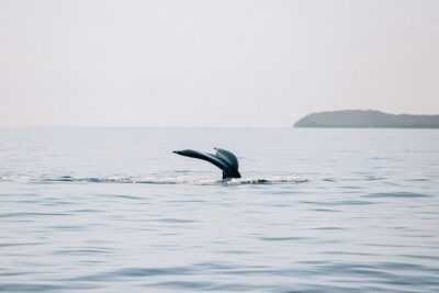 Midmorning Whale Watch from Lahaina Harbor - True Sailing Feel: What You Notice Once the Engine Stops