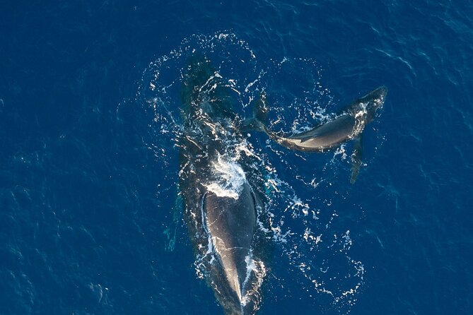 Midmorning Whale Watch from Lahaina Harbor - Captain Brian and Crew Spotting Skills: Hearing the Ocean Better
