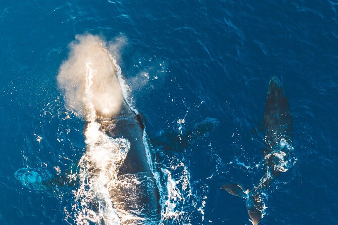 Midmorning Whale Watch from Lahaina Harbor - Price and Value: Is $100.22 Worth It?