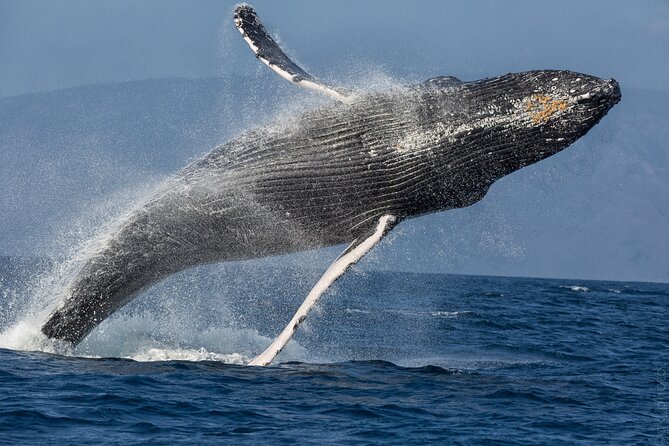 Midmorning Whale Watch from Lahaina Harbor - Where You Go, What You Bring, and How to Arrive Smoothly