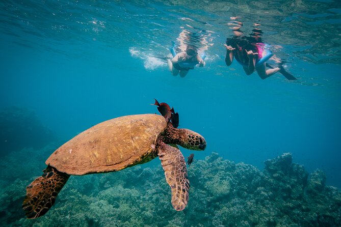 Molokini Crater Snorkel & Whale Watch Adventure (Dec 15-Mar 30) - Weather-driven changes: what happens when the ocean is moody