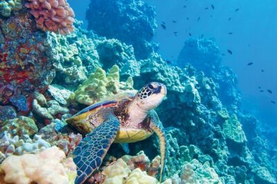 Molokini & Turtle Adventure: Small Group from Ma'alaea Harbor - Molokini Crater snorkeling: what 60 minutes is really like