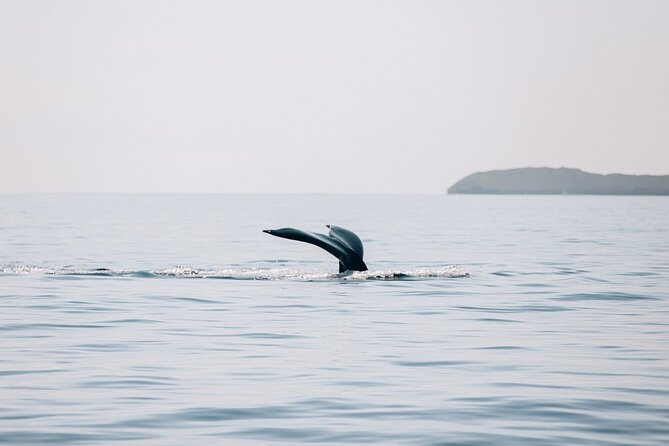 Morning Whale Watch: Lahaina Harbor - The Au’au Channel whale time: how to make the most of your time at sea