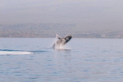 Morning Whale Watch: Lahaina Harbor - Lahaina Harbor departure: setting expectations for your whale hunt