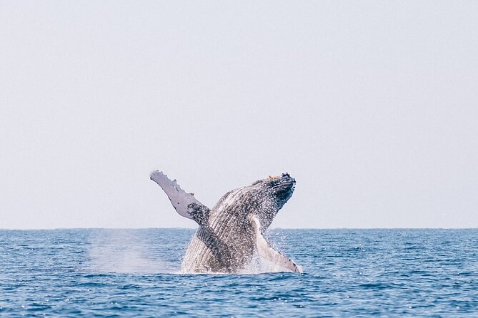 Morning Whale Watch: Lahaina Harbor - On-board comfort: snacks, drinks, and a small-group vibe