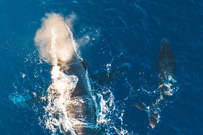 Morning Whale Watch: Lahaina Harbor - The included reef-safe sunscreen is more than a perk