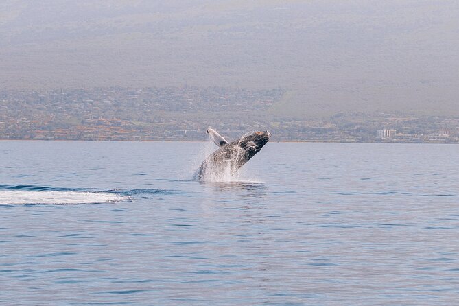 Morning Whale Watch: Lahaina Harbor - Lahaina Harbor departure: setting expectations for your whale hunt