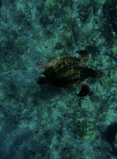 Night Time Snorkel At Turtle Town With Lights And Stars - Key things to know before you go