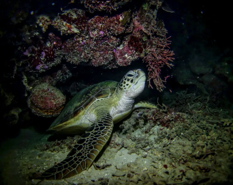 Night Time Snorkel At Turtle Town With Lights And Stars - Safety in the water: how they keep 6 or fewer together