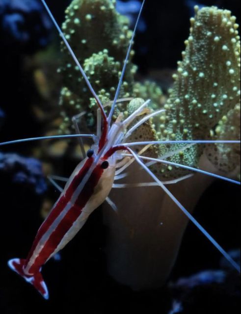 Night Time Snorkel At Turtle Town With Lights And Stars - What you’re most likely to see (and what “likely” means here)