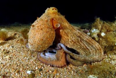 Night-Time Snorkel at TurtleTown with Stars, Lights, and Photos - Gear and Safety: What You Get (and Why It Works)