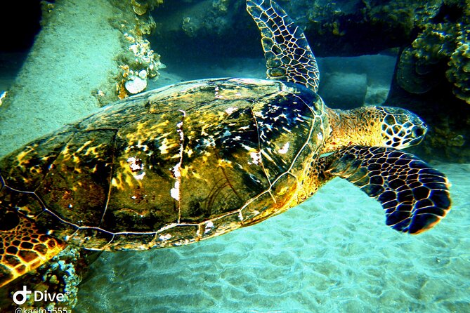 PADI Scuba Lesson and Shore Dive in Maui - Price and Value: What You Should Confirm Before You Go