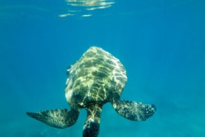 Private Beginner Paddleboard Lesson with Snorkel in Turtle Town - The 2-hour mix: how paddleboarding and snorkel time fit together