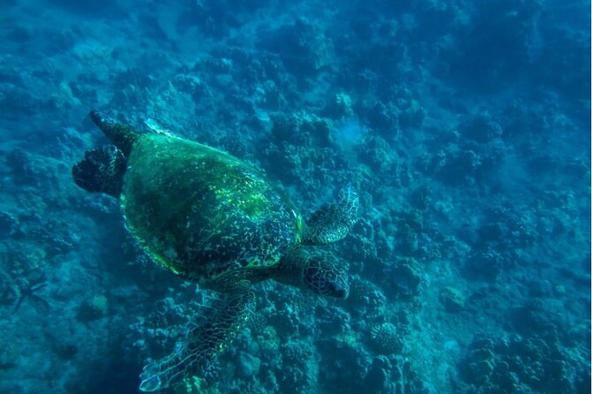 Private Beginner Paddleboard Lesson with Snorkel in Turtle Town - Photo memories: when the moment happens fast