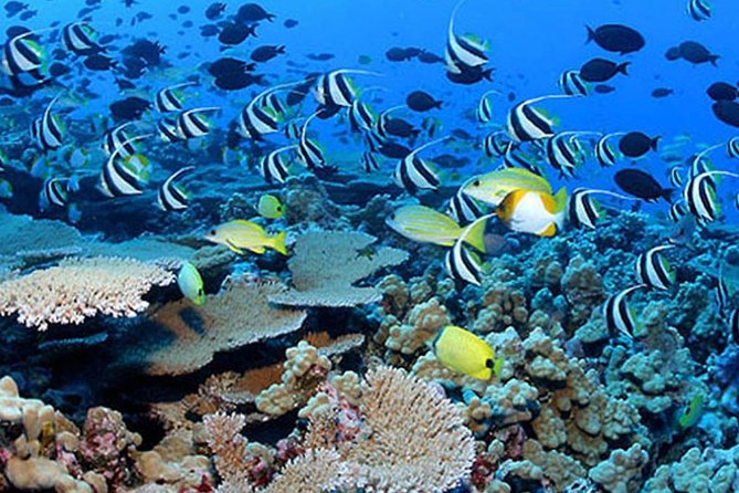 Private Guided Tours Beach Entry with Sea Scooters up to 5 guests - Underwater Photos and Camera Rental With SD Card Included