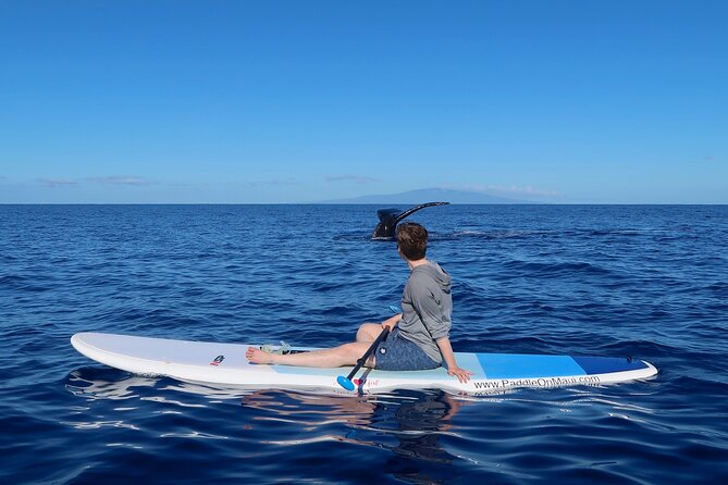 Private Paddleboard (SUP) Whale Watch: All Skill Levels Welcome - Why SUP Whale Watching Makes Sense on Maui