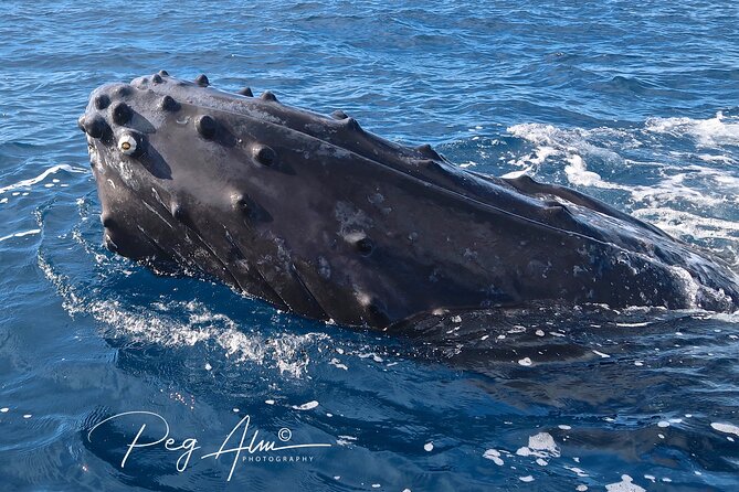 Private Paddleboard (SUP) Whale Watch: All Skill Levels Welcome - Makena Landing Park: Your Practical Jump-Off Point